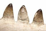 Partial Mosasaur Jaw with Five Teeth - Morocco #220277-2